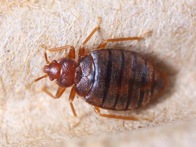 Bed bugs control treatment